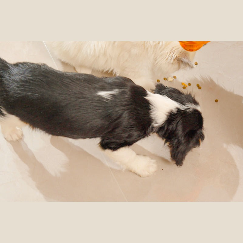 Futterspiel Pokal für Hunde